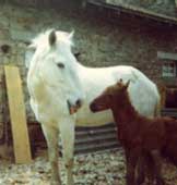 Joies et peines m&ecirc;l&eacute;es